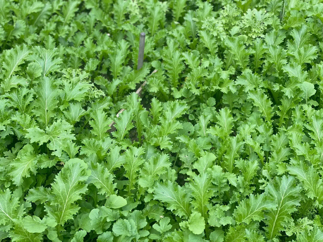 タカナ（高菜）