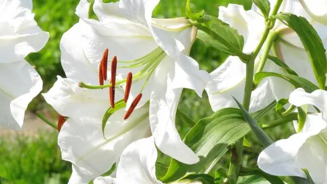 ユリの花