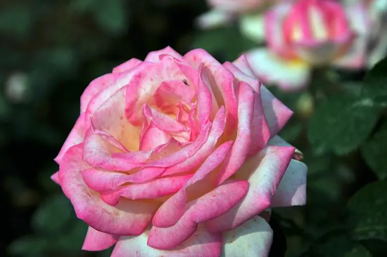 庚申薔薇