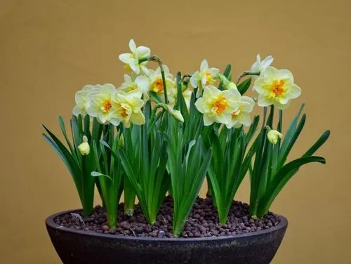 水仙の花